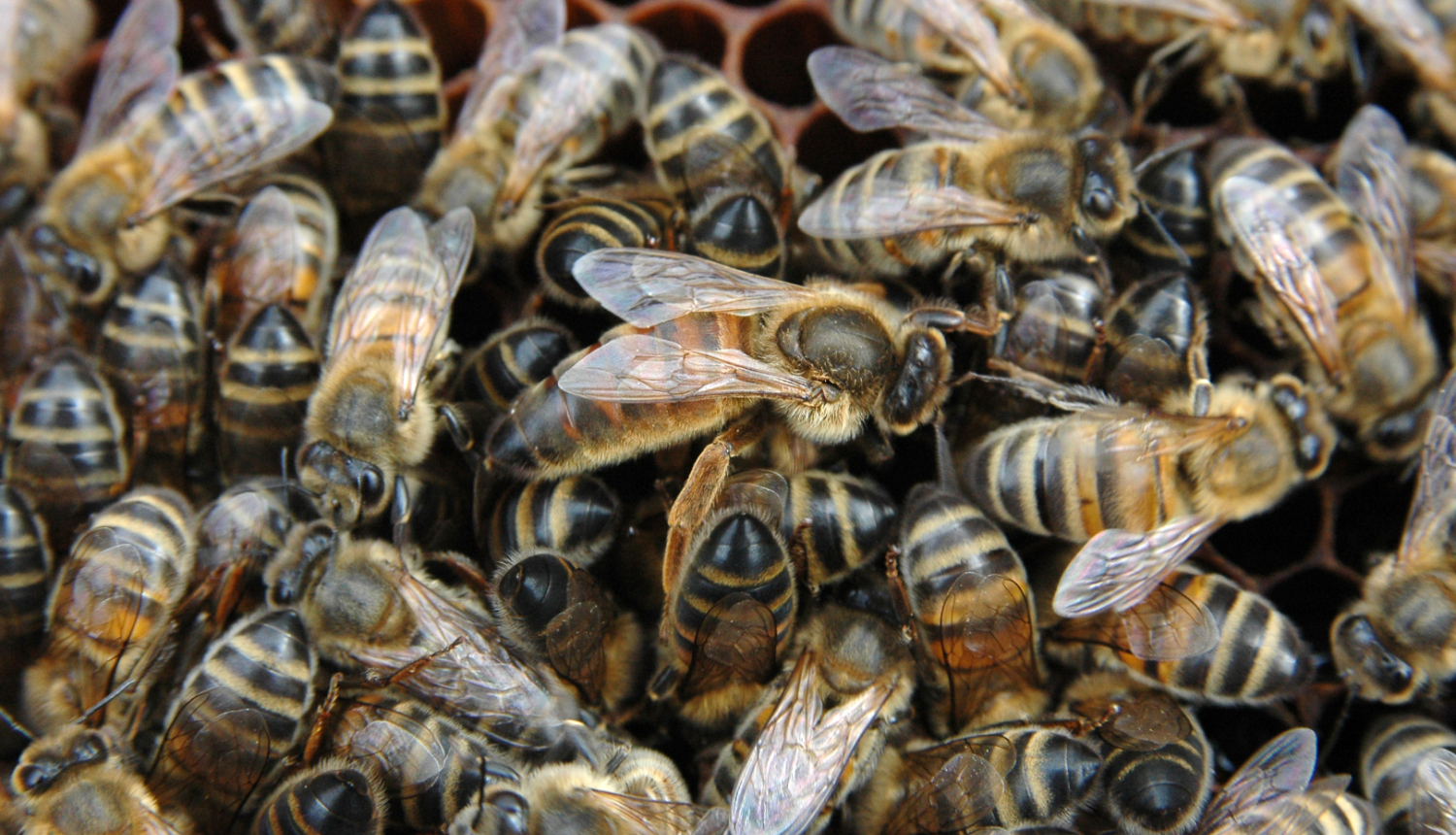 Bites
