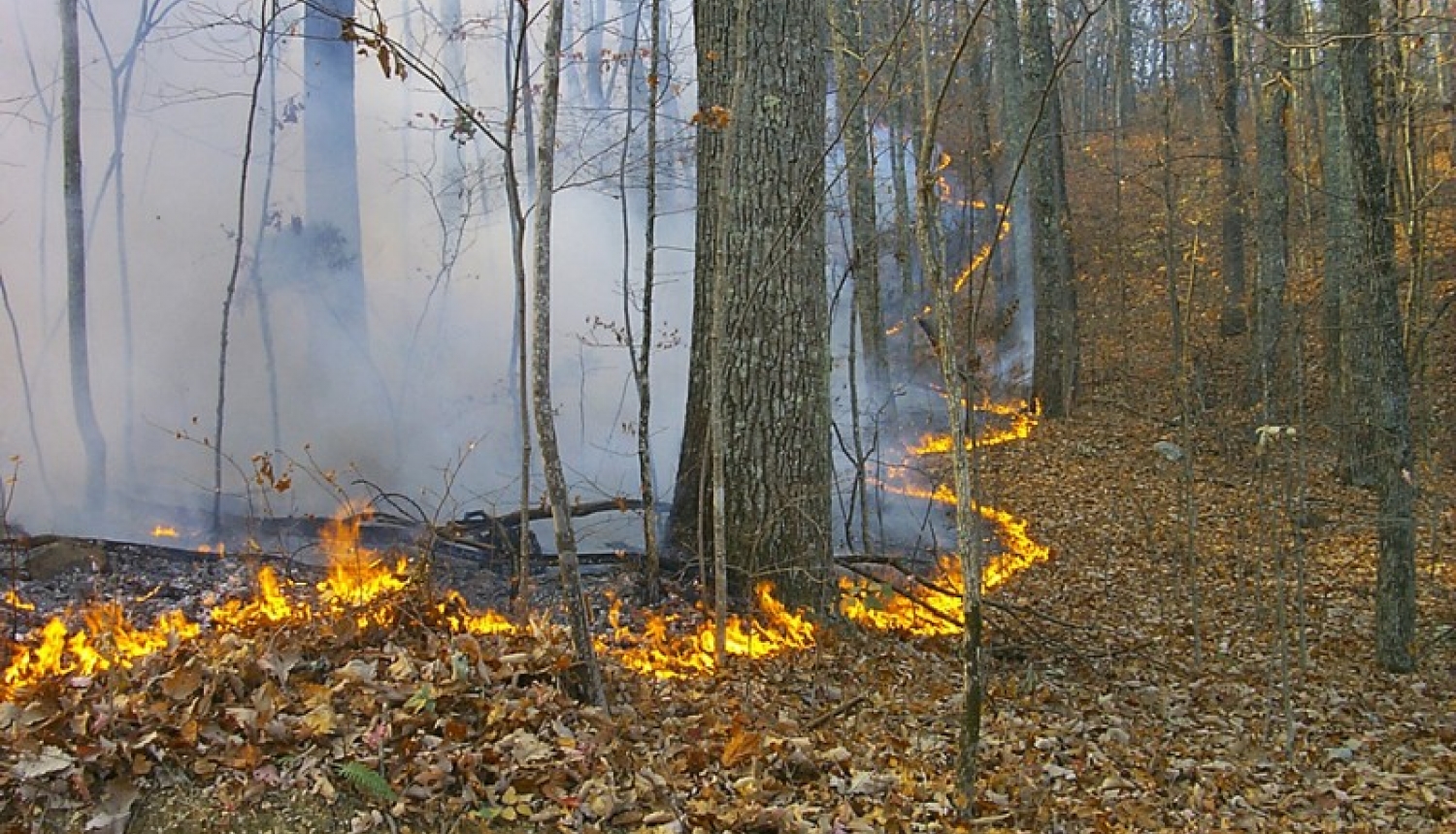 Latvijas mežos sācies ugunsnedrošais laiks