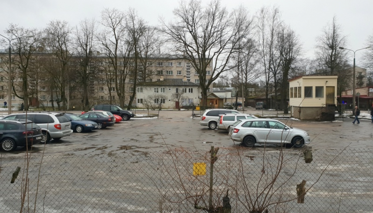 Paziņojums par publisko apspriešanu koku ciršanu Skolas ielā, Ogrē
