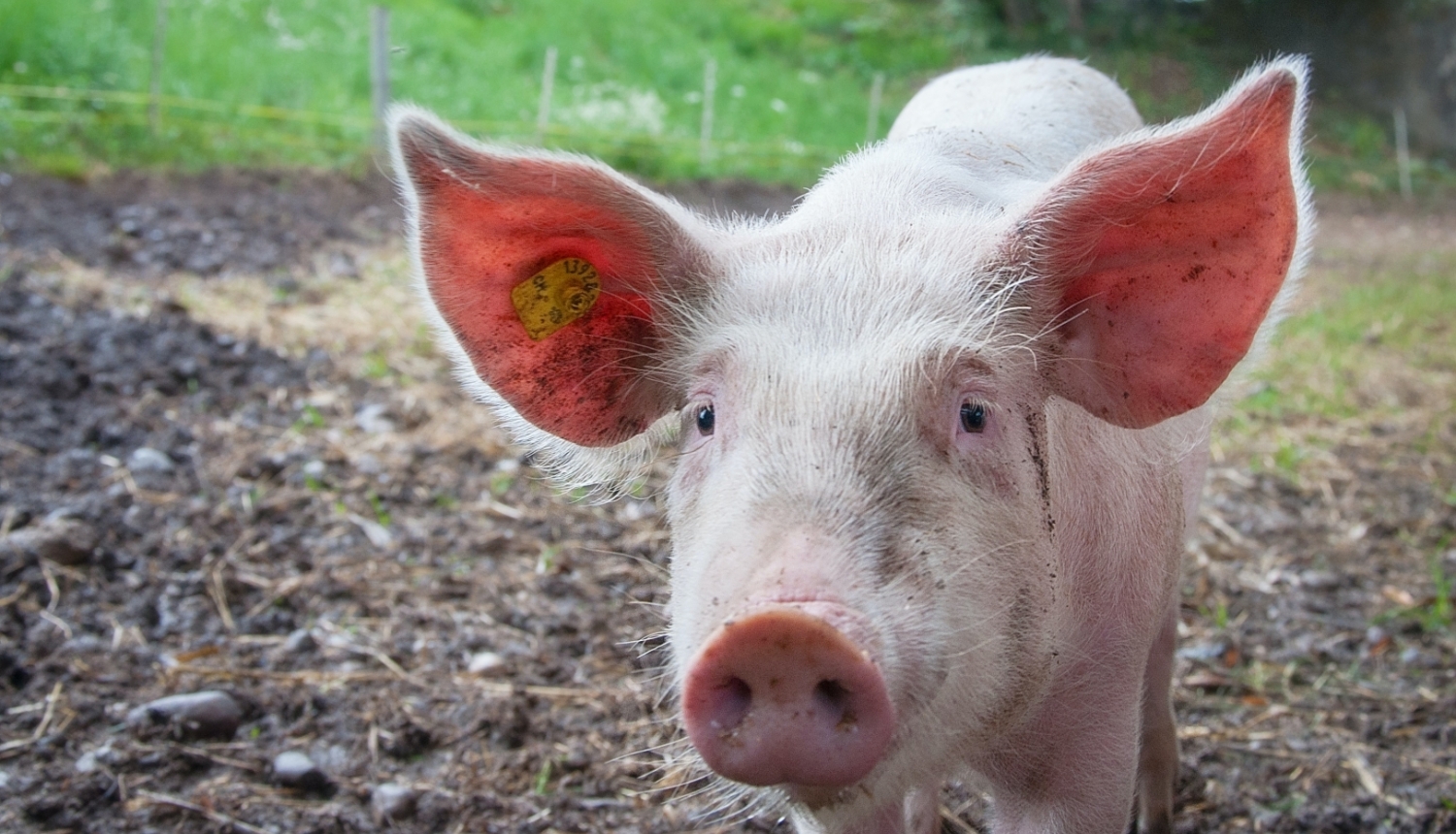 Paziņojums par SIA “Baltic Pork” cūku audzēšanas kompleksa “Rukši” pārbūves ietekmes uz vidi novērtējuma ziņojuma iesniegšanu Vides pārraudzības valsts birojā atzinuma saņemšanai