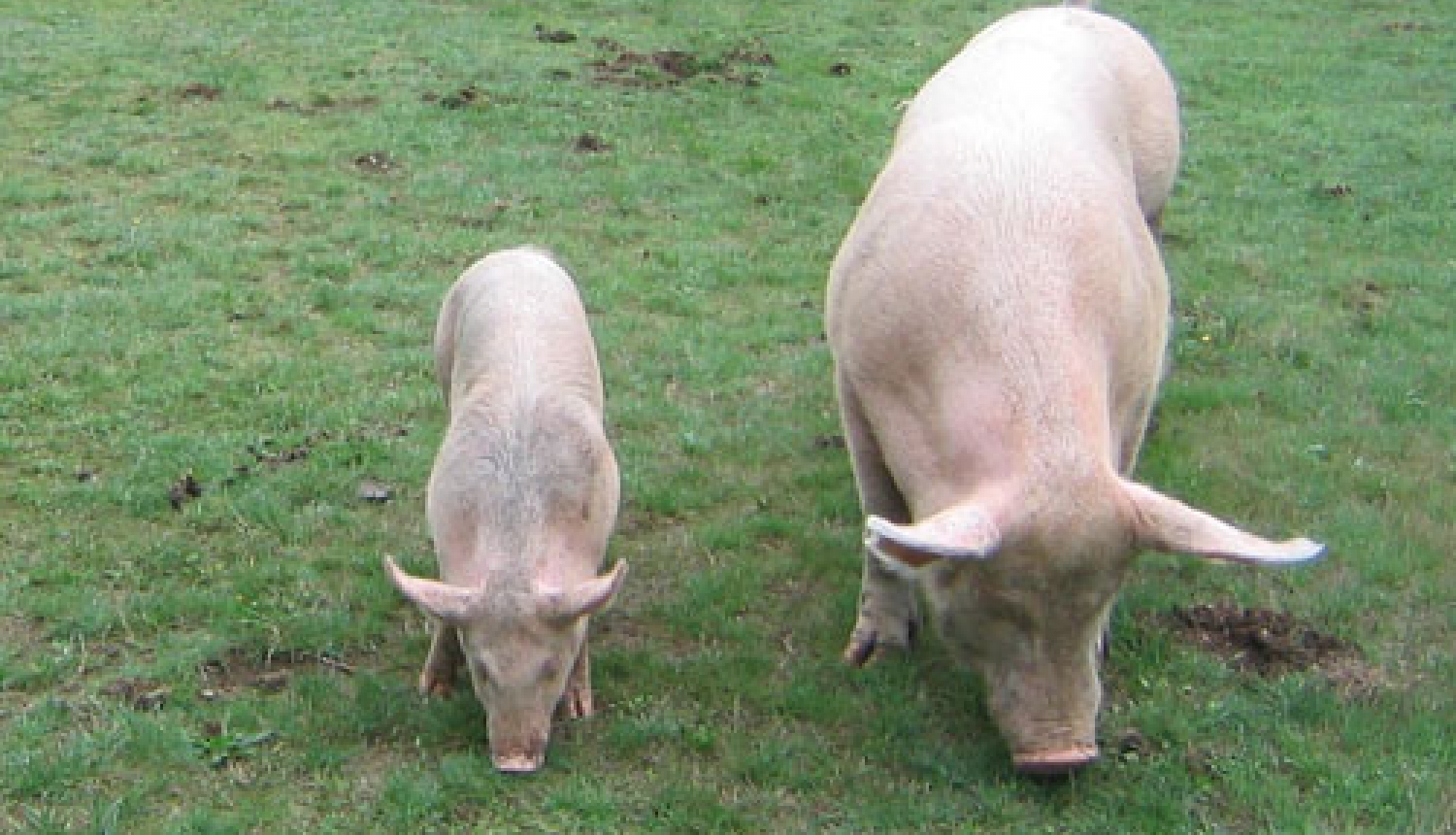 Sanāksme par cūku nobarošanas kompleksa darbības paplašināšanu