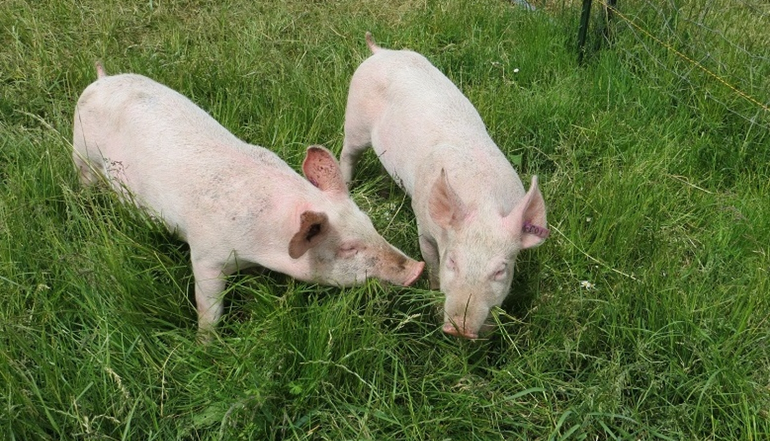 Iedzīvotāju aptauja par SIA "Baltic Pork" cūku audzēšanas kompleksu