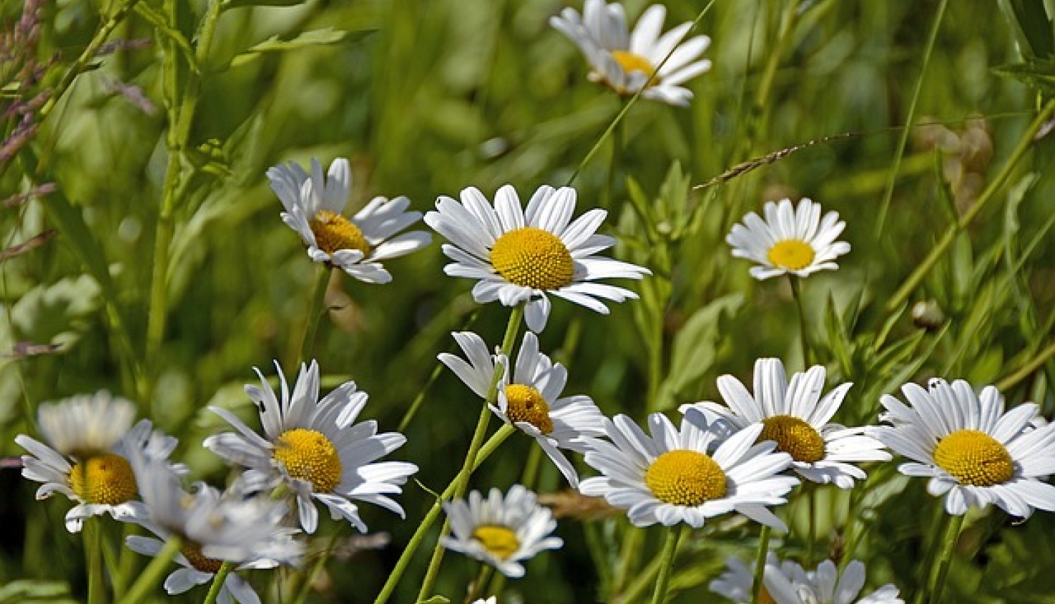 Margrietinas