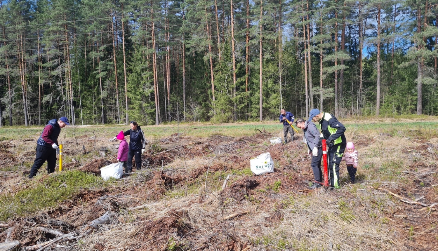 Iedzīvotāji atjauno mežu Rembatē 29.04.2023.