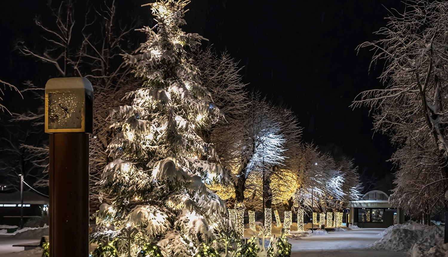 Ogres egle. Foto: V.Stāvusis