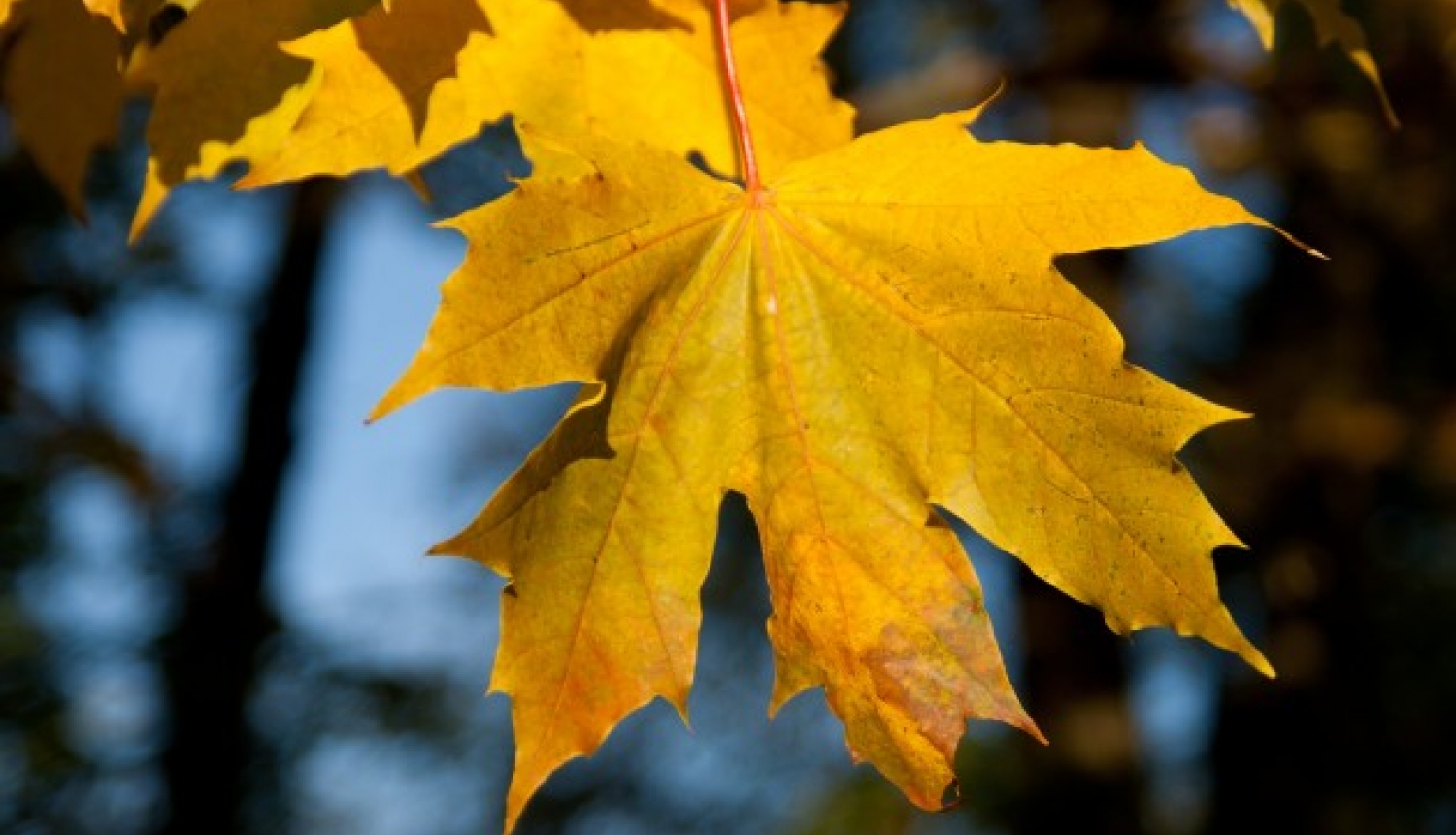 Rudens lapas var vest uz šķiroto atkritumu pieņemšanas laukumu