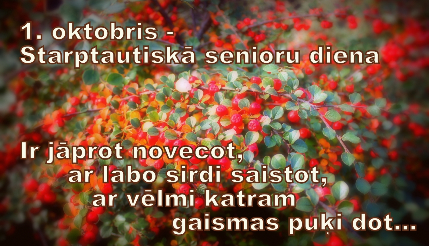 Senioru dienai veltīts apsveikums, fonā pīlādži