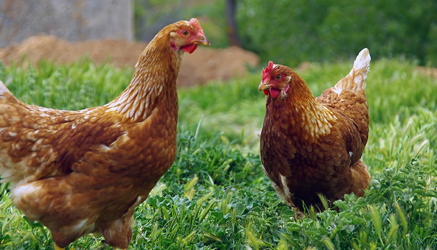 Papildu biodrošības prasības mājputnu novietnēs putnu gripas riska mazināšanai