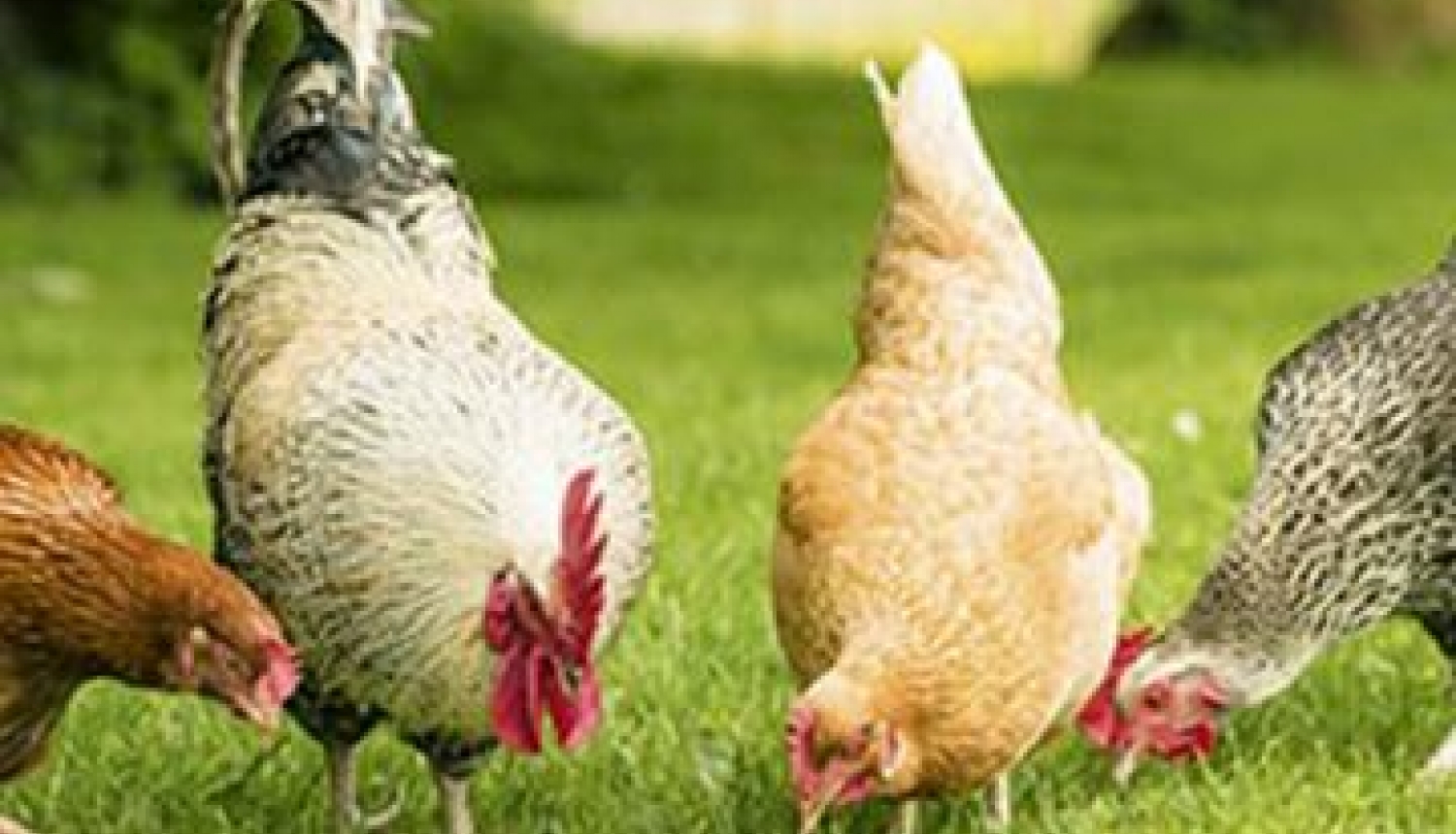 Mājputnu turētājiem jāievēro biodrošības noteikumi