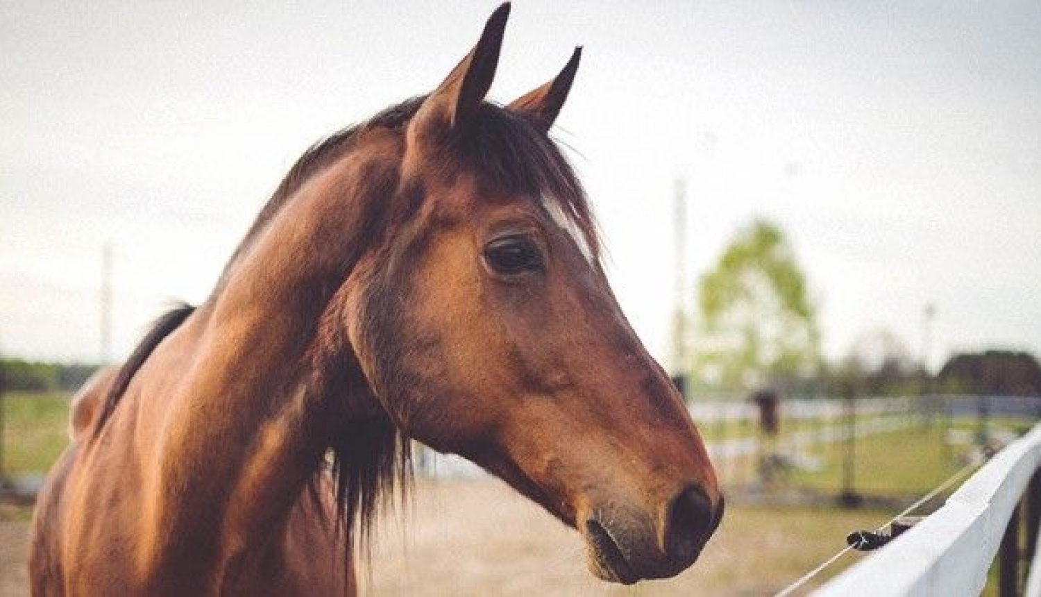 Mācības par zirgu ganāmpulku reģistrēšanu un audzēšanu